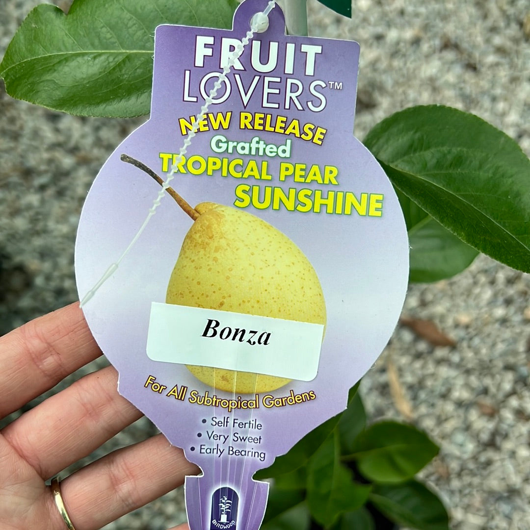Pear - Tropical Bonza