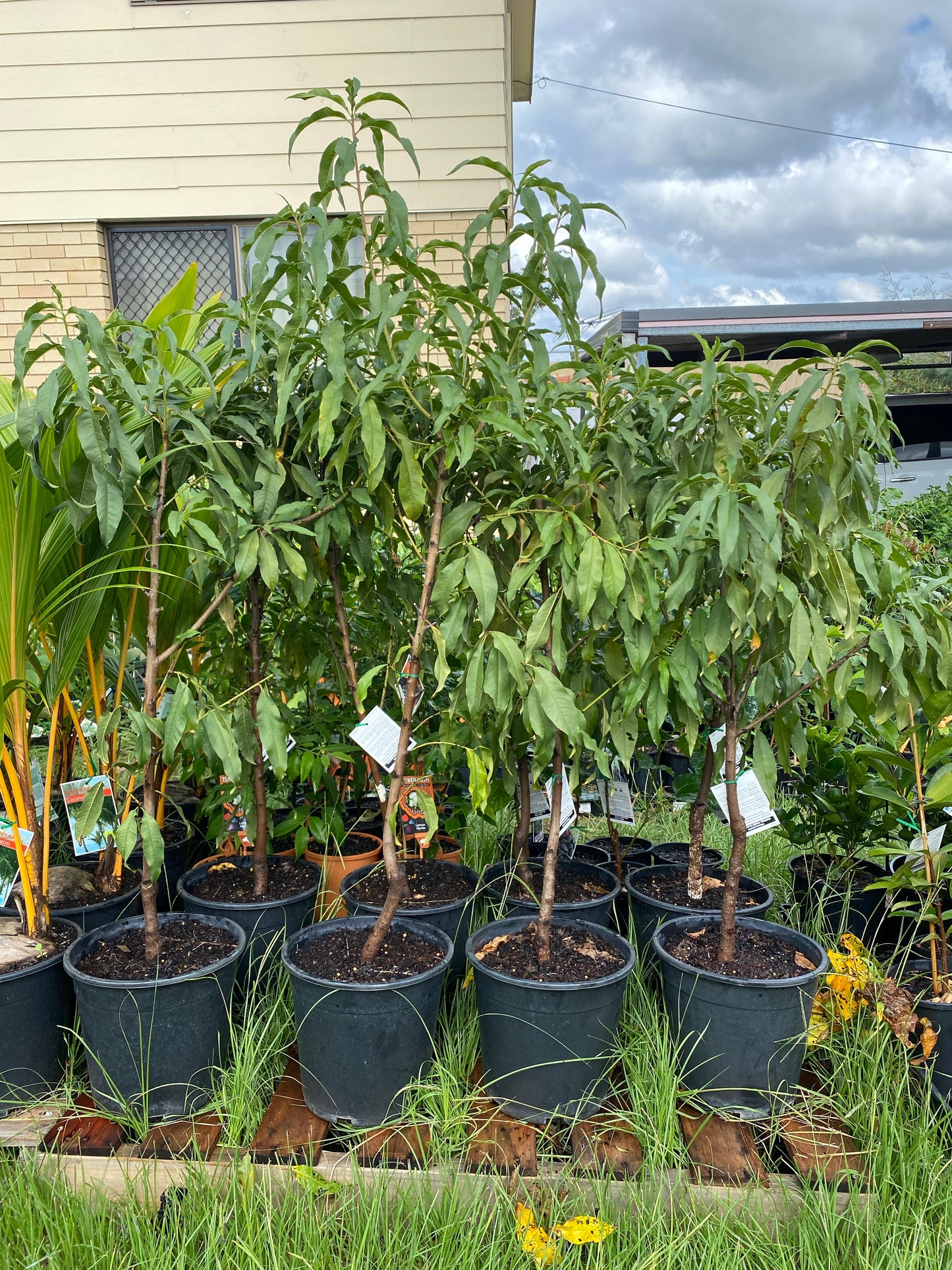 Advanced Peach - Flor da Prince