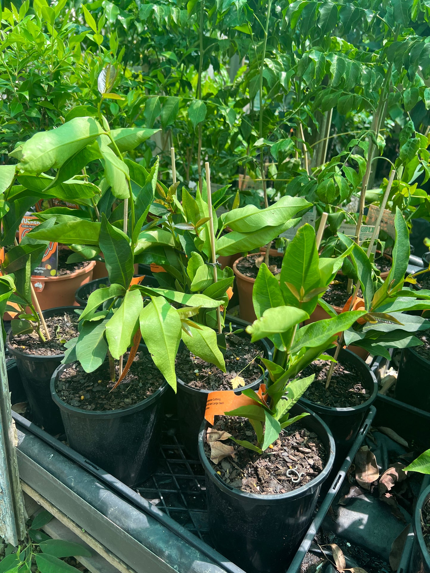 Wax Jambu / Roseapple - Purple