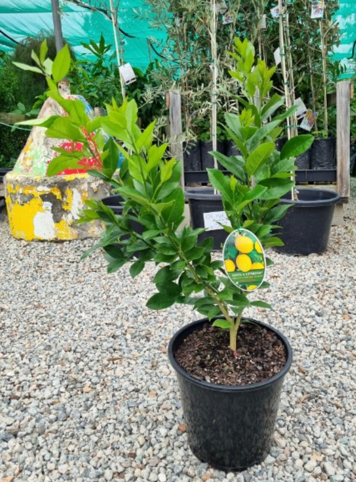 Lemon - Super Dwarf (Large) RESTRICTED TO QLD