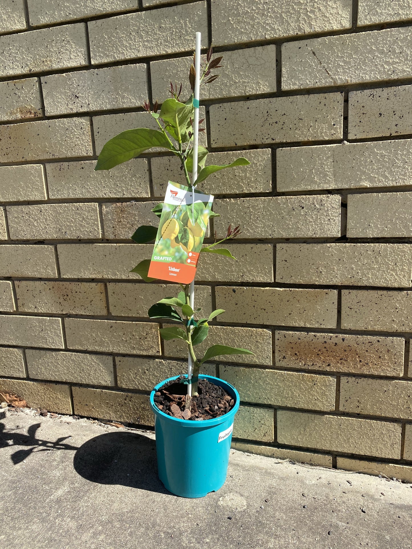 Lemon - Lisbon: RESTRICTED TO QLD