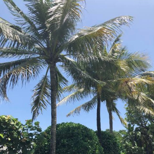 Coconut Palm - Yellow