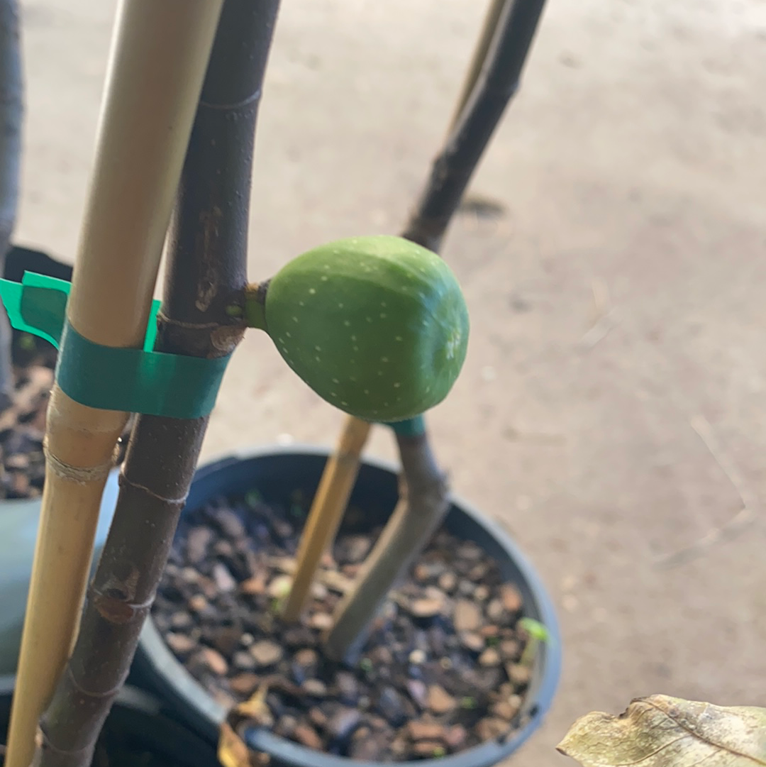 Fig - White Genoa ADVANCED