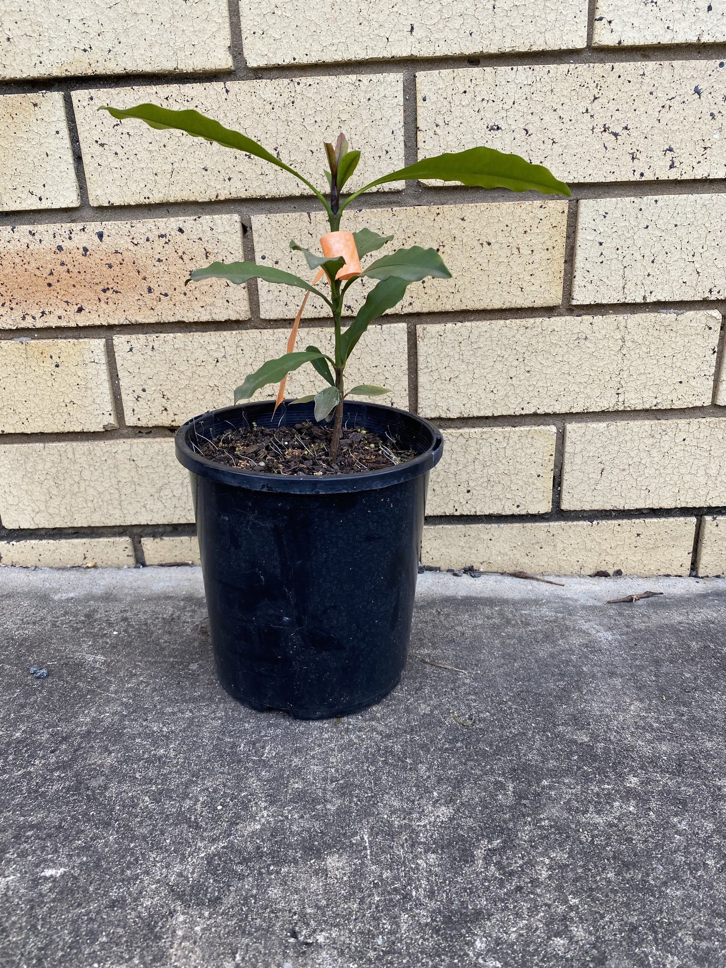 Lemon Drop Mangosteen