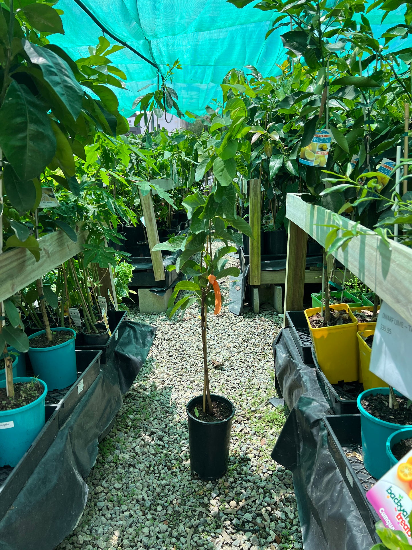 Custard Apple - Golden Emperor