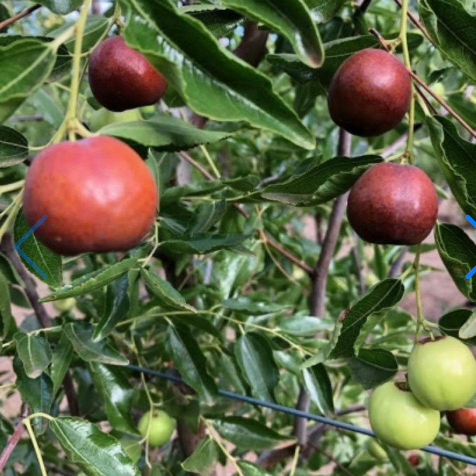 Jujube - Honey Jar (small) – Fruitopia Nursery
