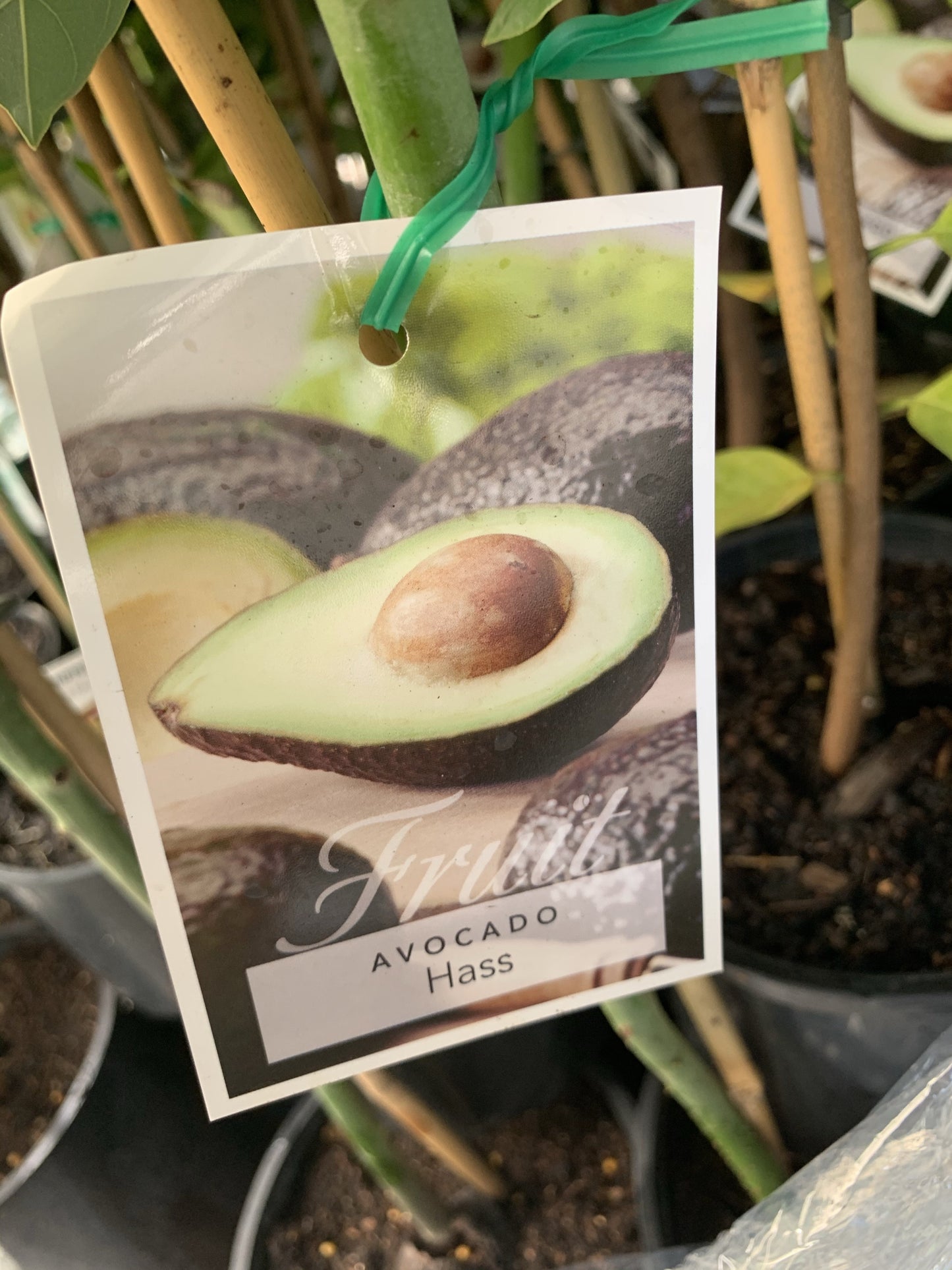Avocado - Hass (type A)