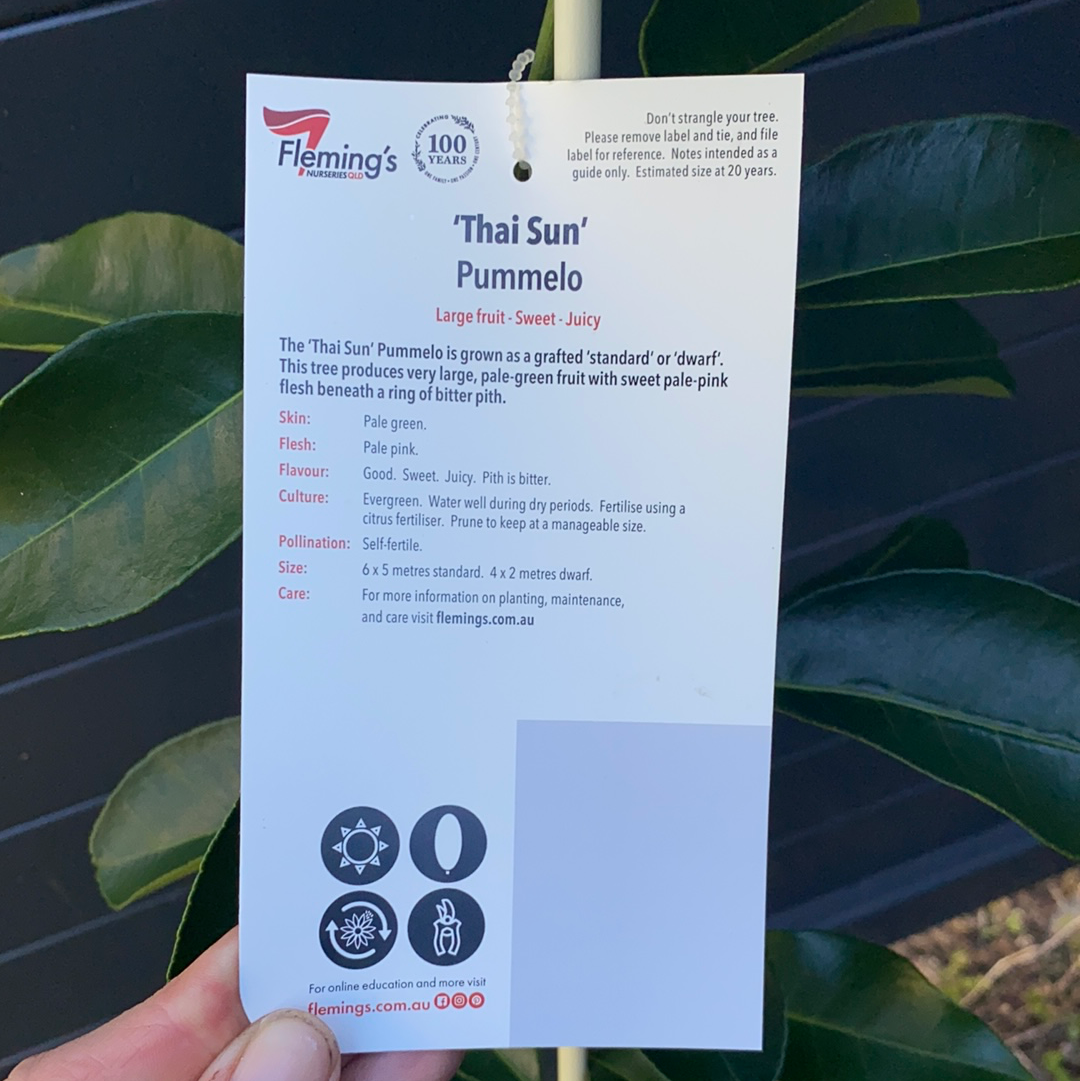 Pomelo - Thai Sun RESTRICTED TO QLD