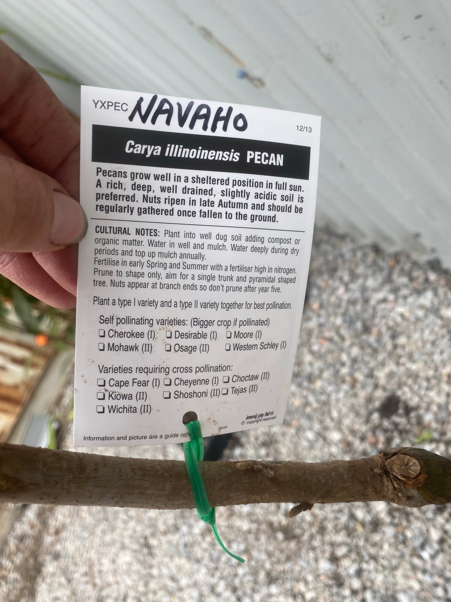 Grafted Pecan Nut Tree Pair