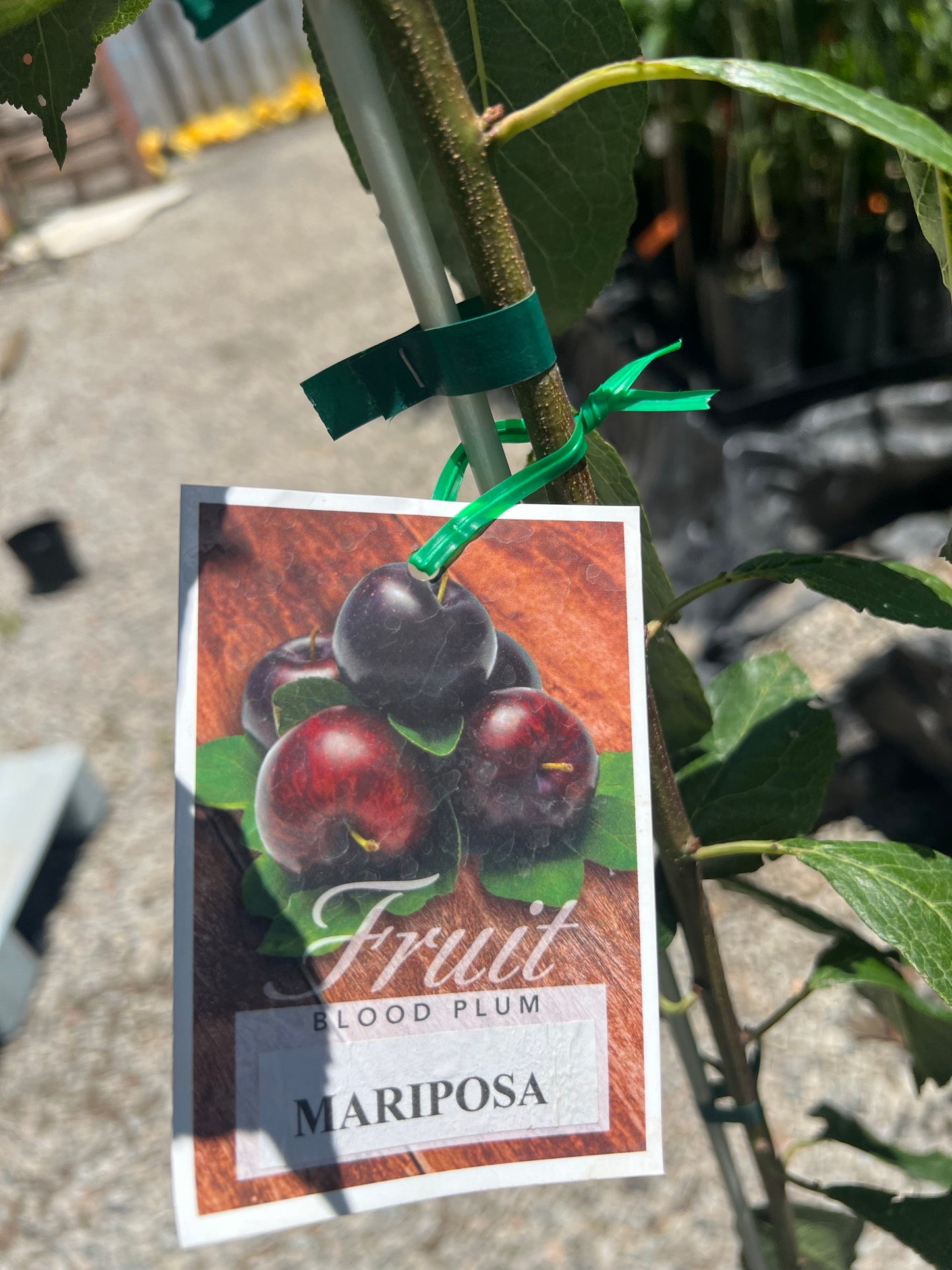 Blood Plum - Mariposa