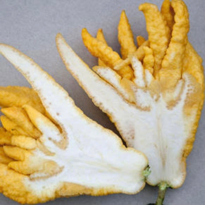 Buddha Hand Citrus: RESTRICTED TO QLD