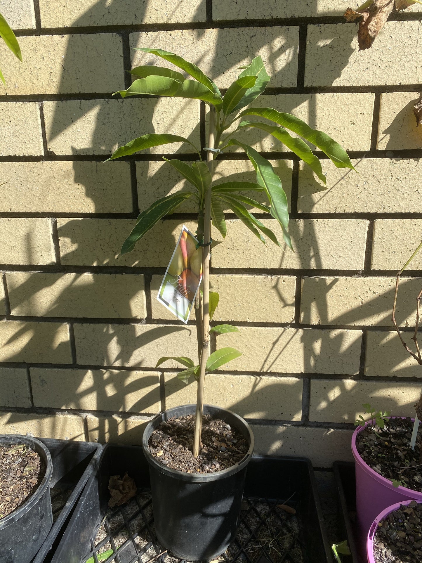 Mango - Glenn