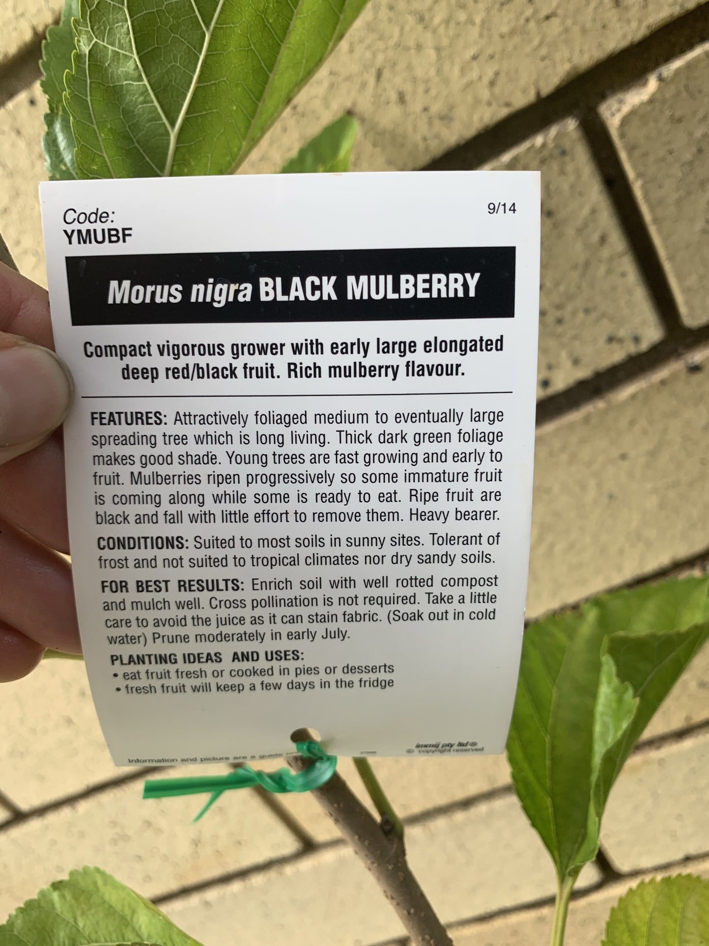 Dwarf Mulberry - Black