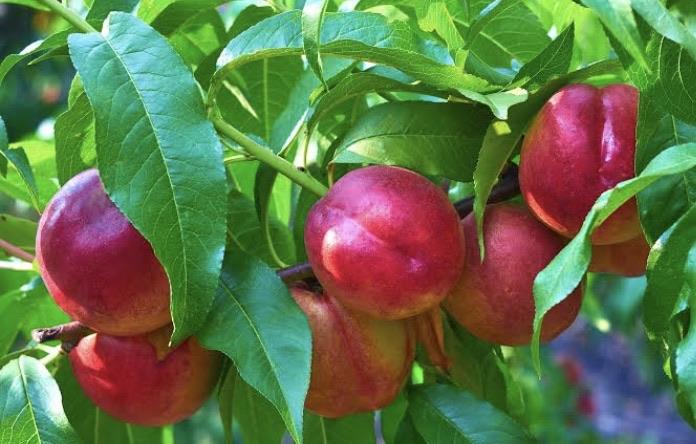 Nectarine - Sundowner