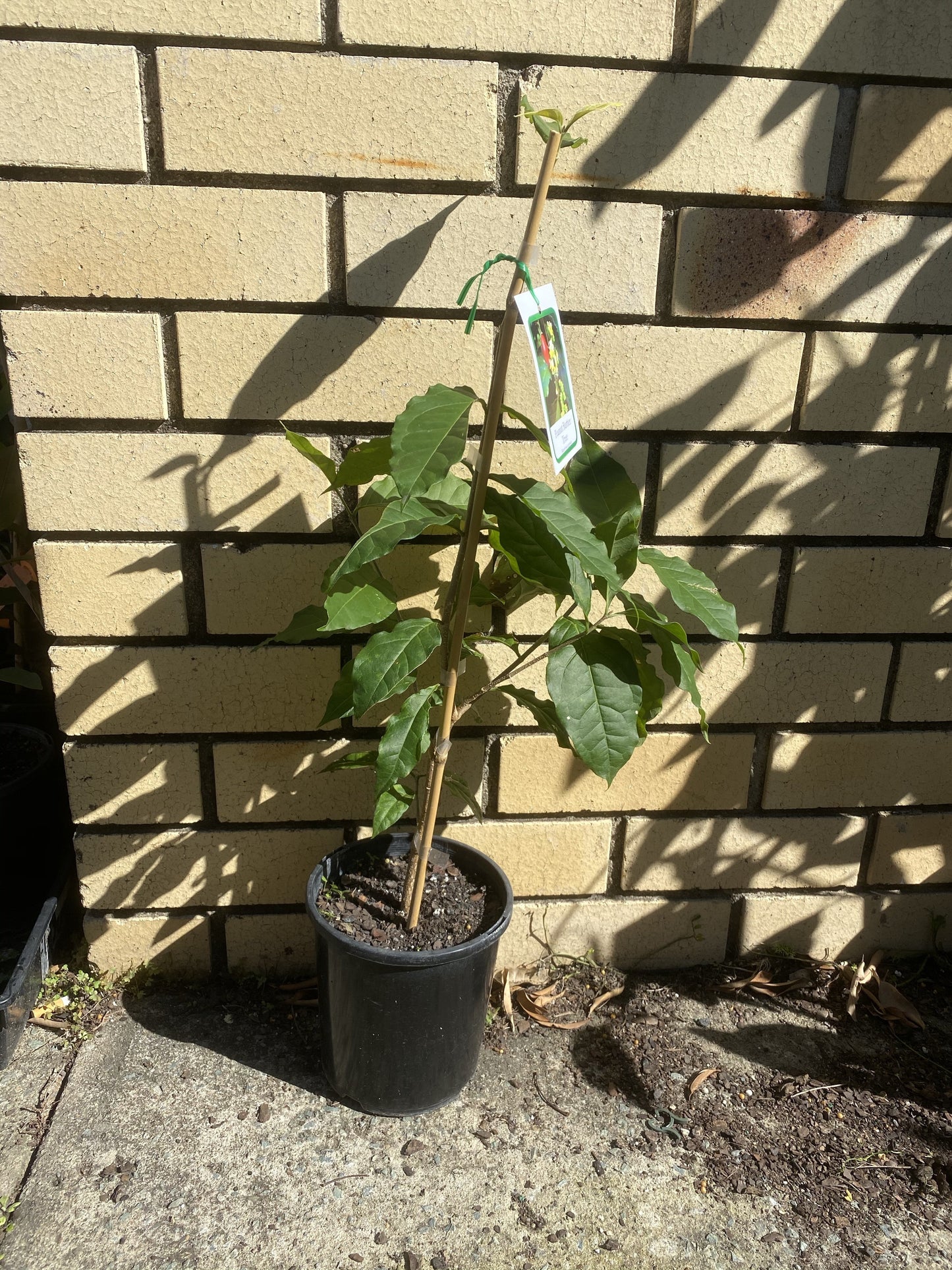 Peanutbutter Fruit Tree