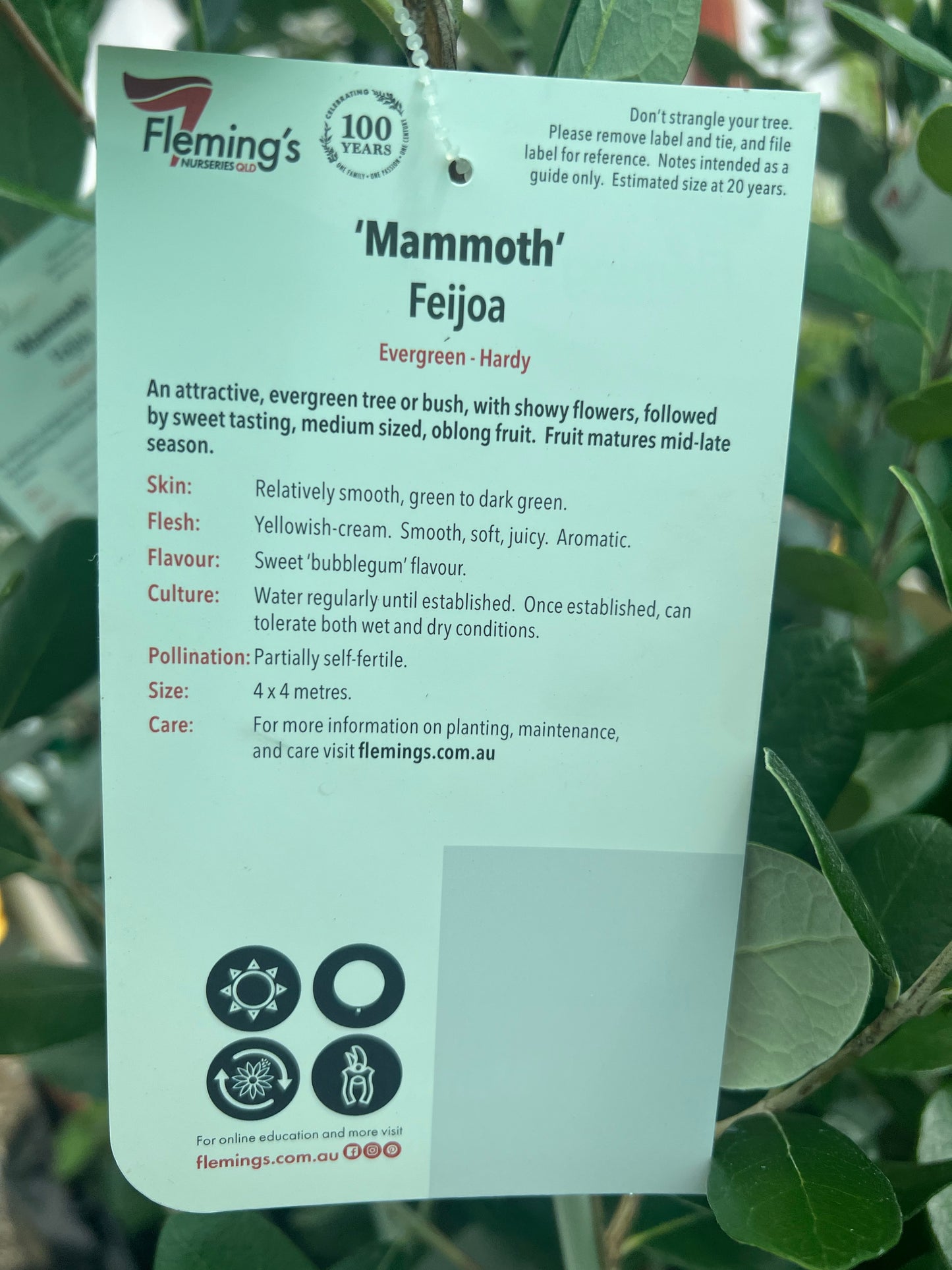 Feijoa - Mammoth