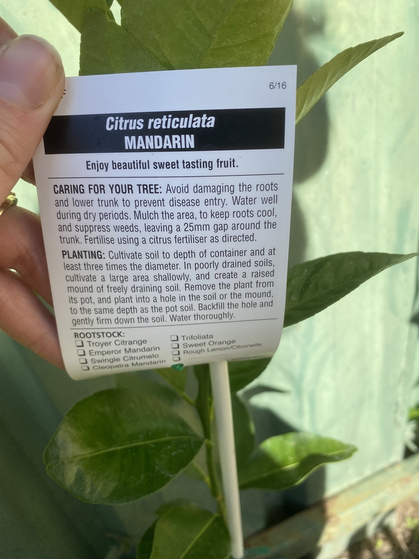 Dwarf Mandarin - Hickson: QLD ONLY