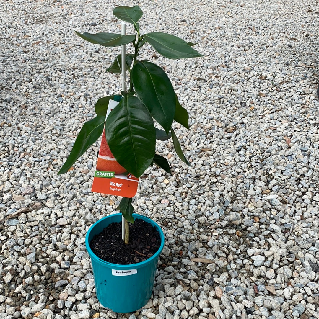 Grapefruit - Rio Red RESTRICTED TO QLD