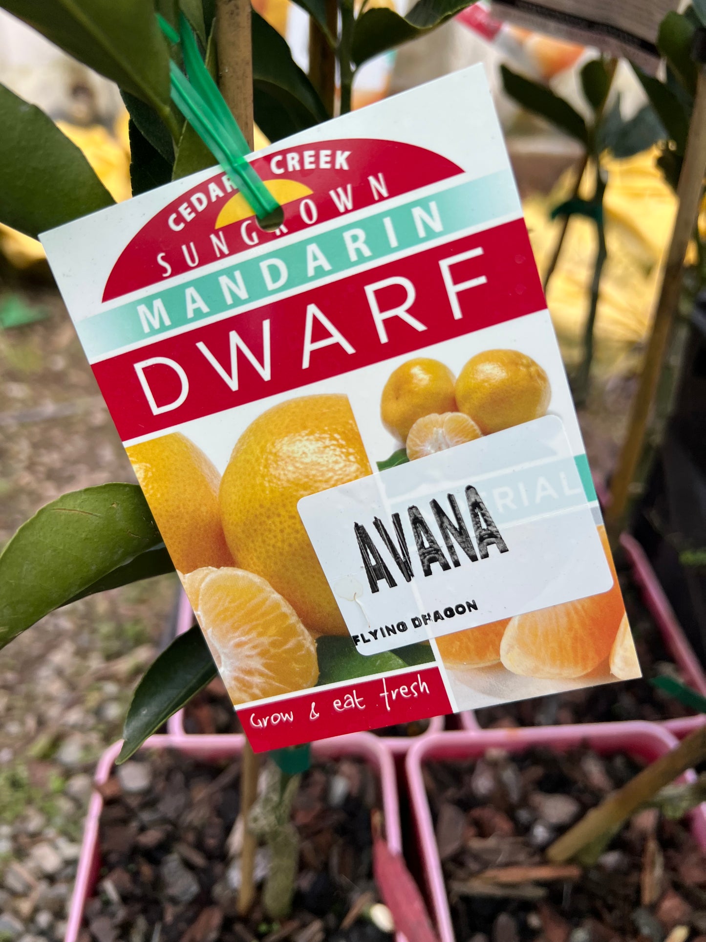 Dwarf Mandarin - Late Imperial Avana RESTRICTED TO QLD