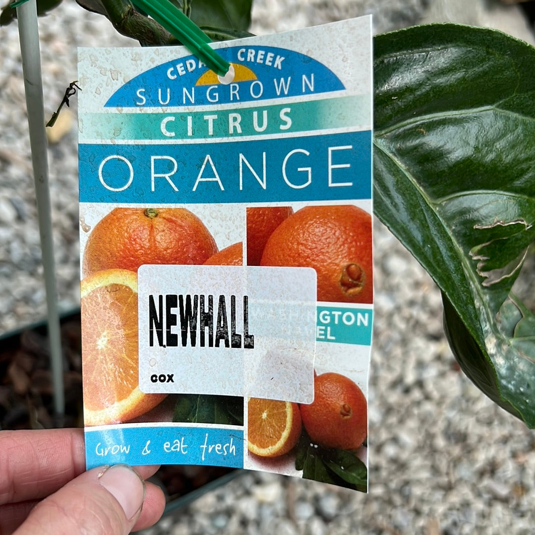 Orange - Newhall RESTRICTED TO QLD