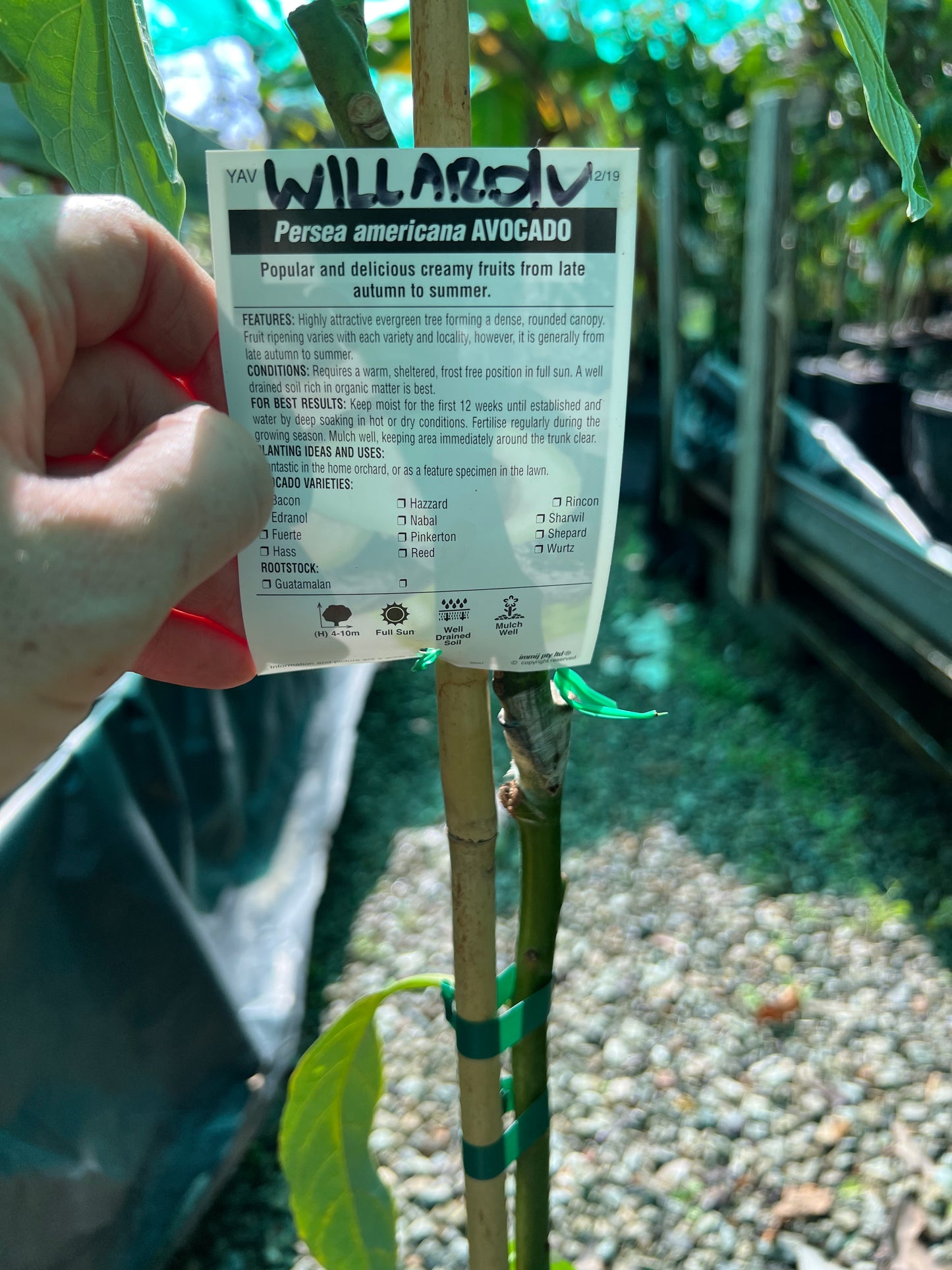 Avocado - Willard SMALL