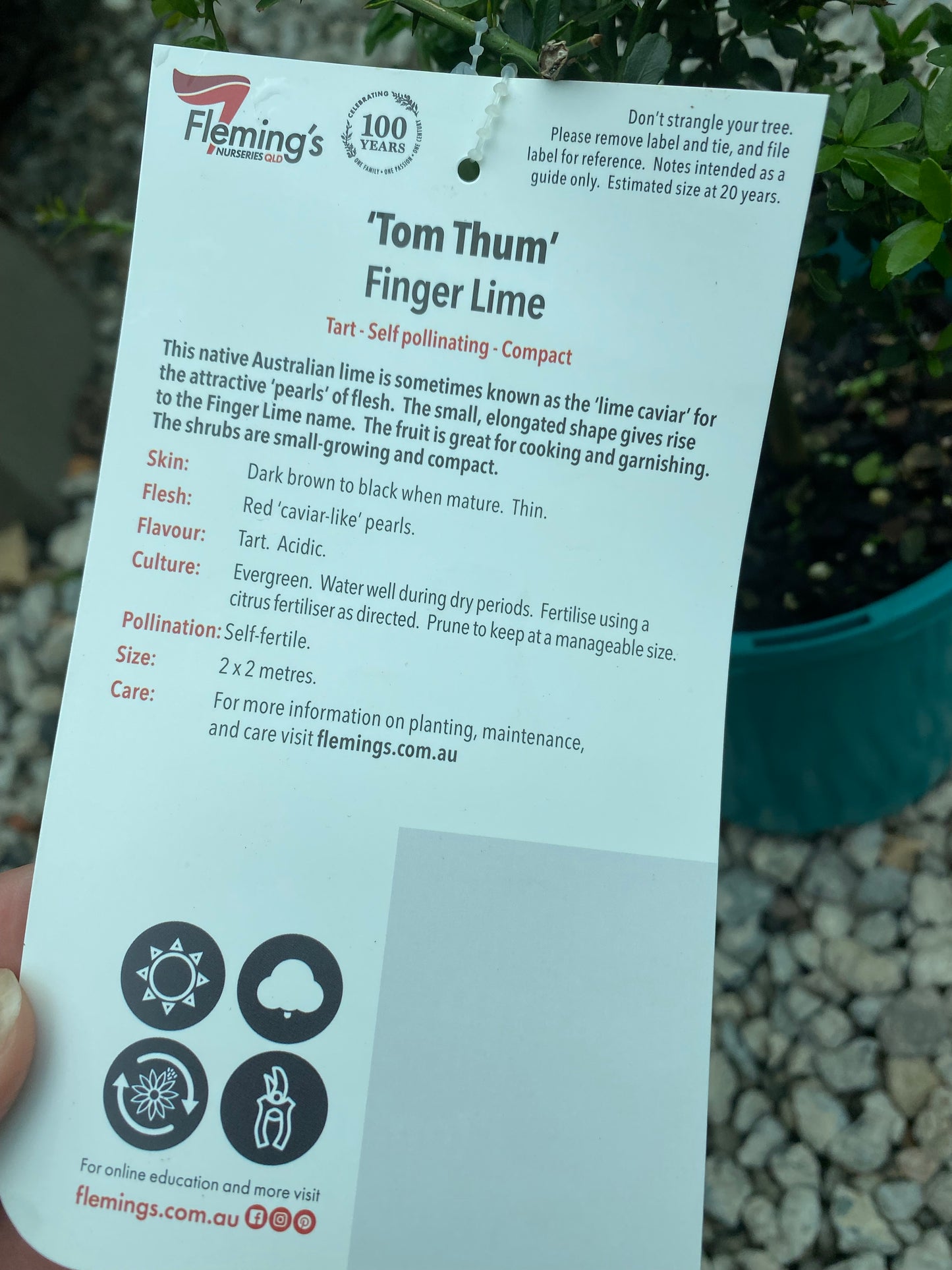 Finger Lime - Tom Thumb RESTRICTED TO QLD