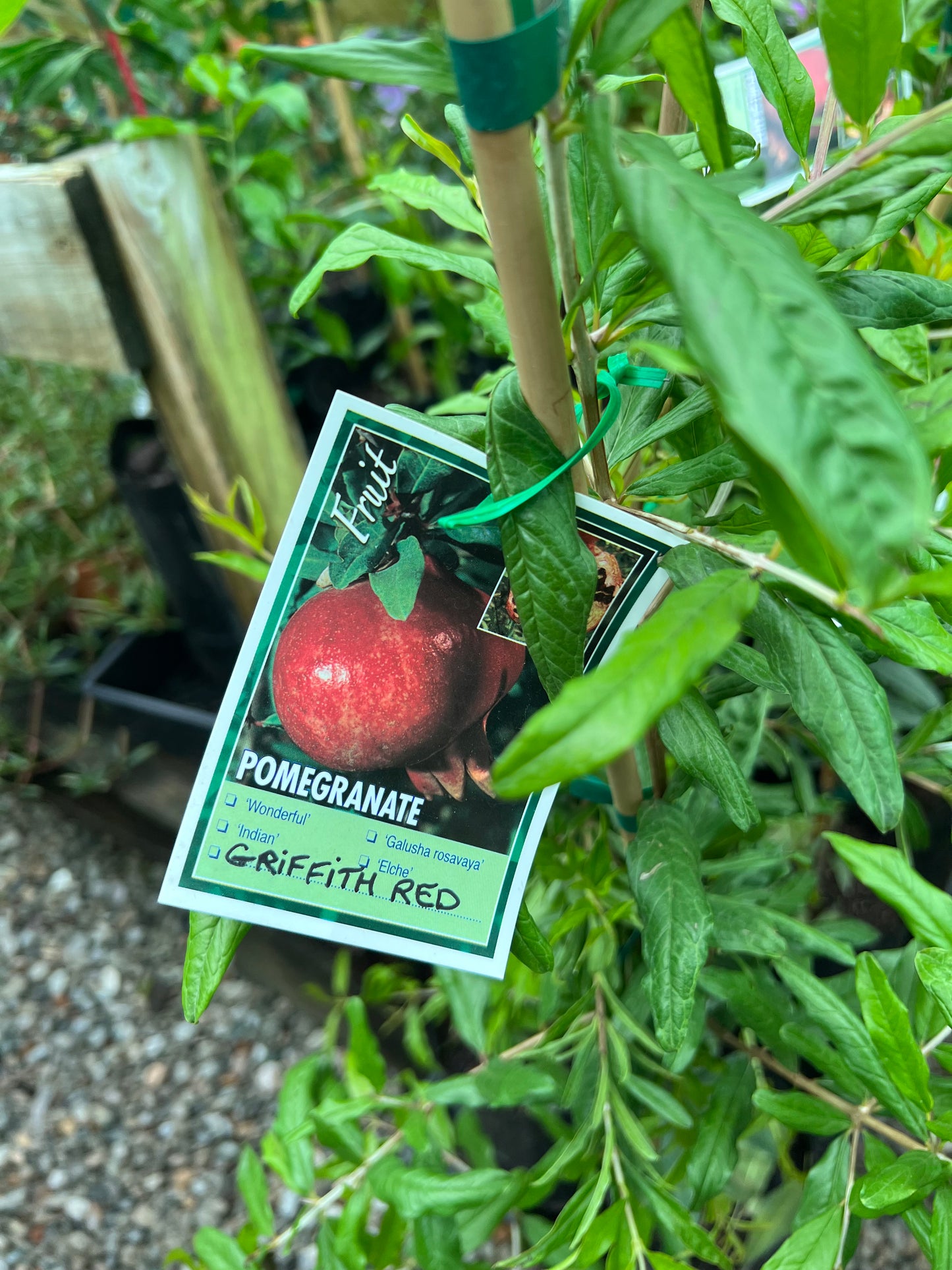 Pomegranate - Griffiths Red