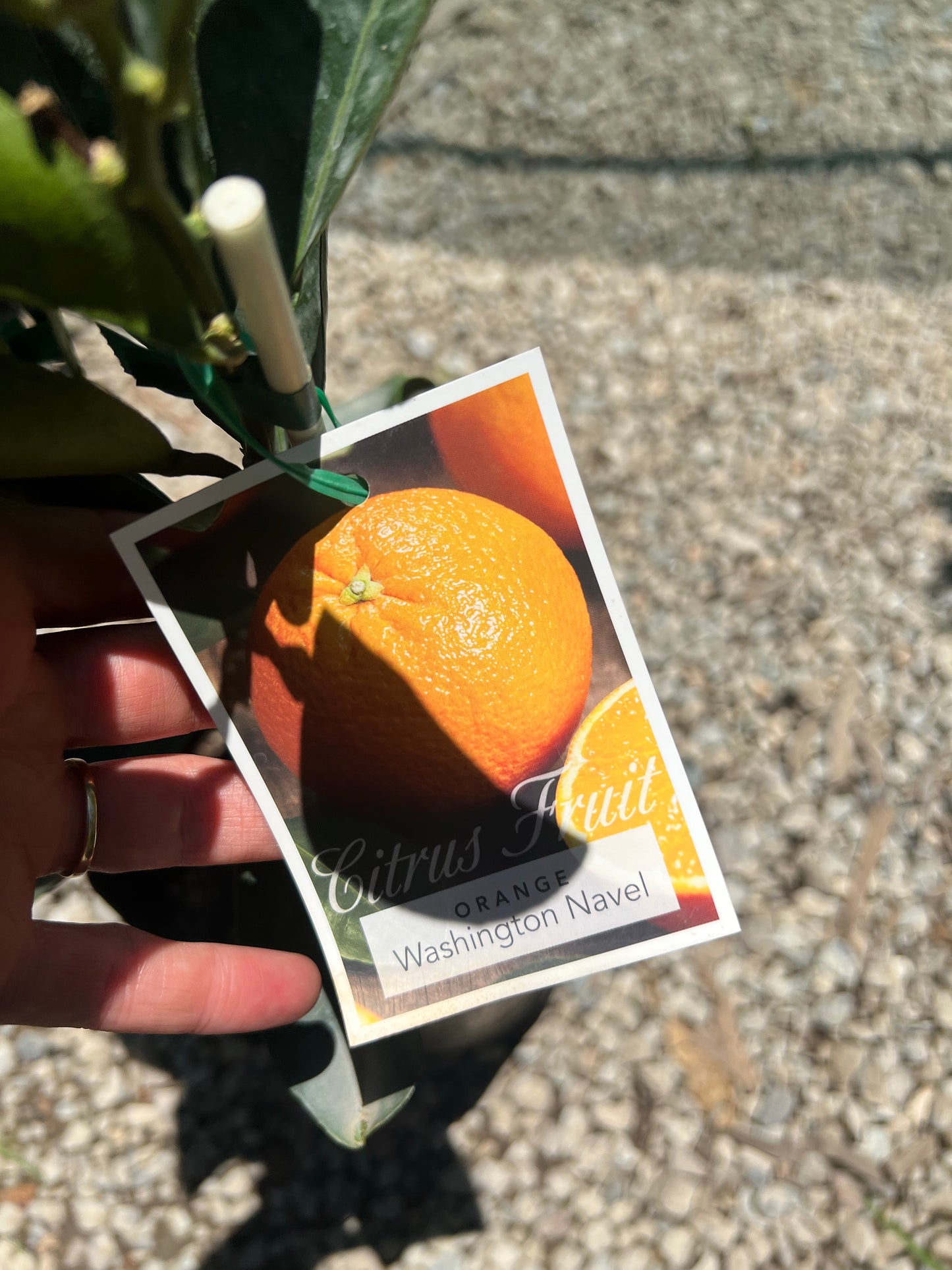 Double Grafted Orange - Cara Cara and Seedless Navel