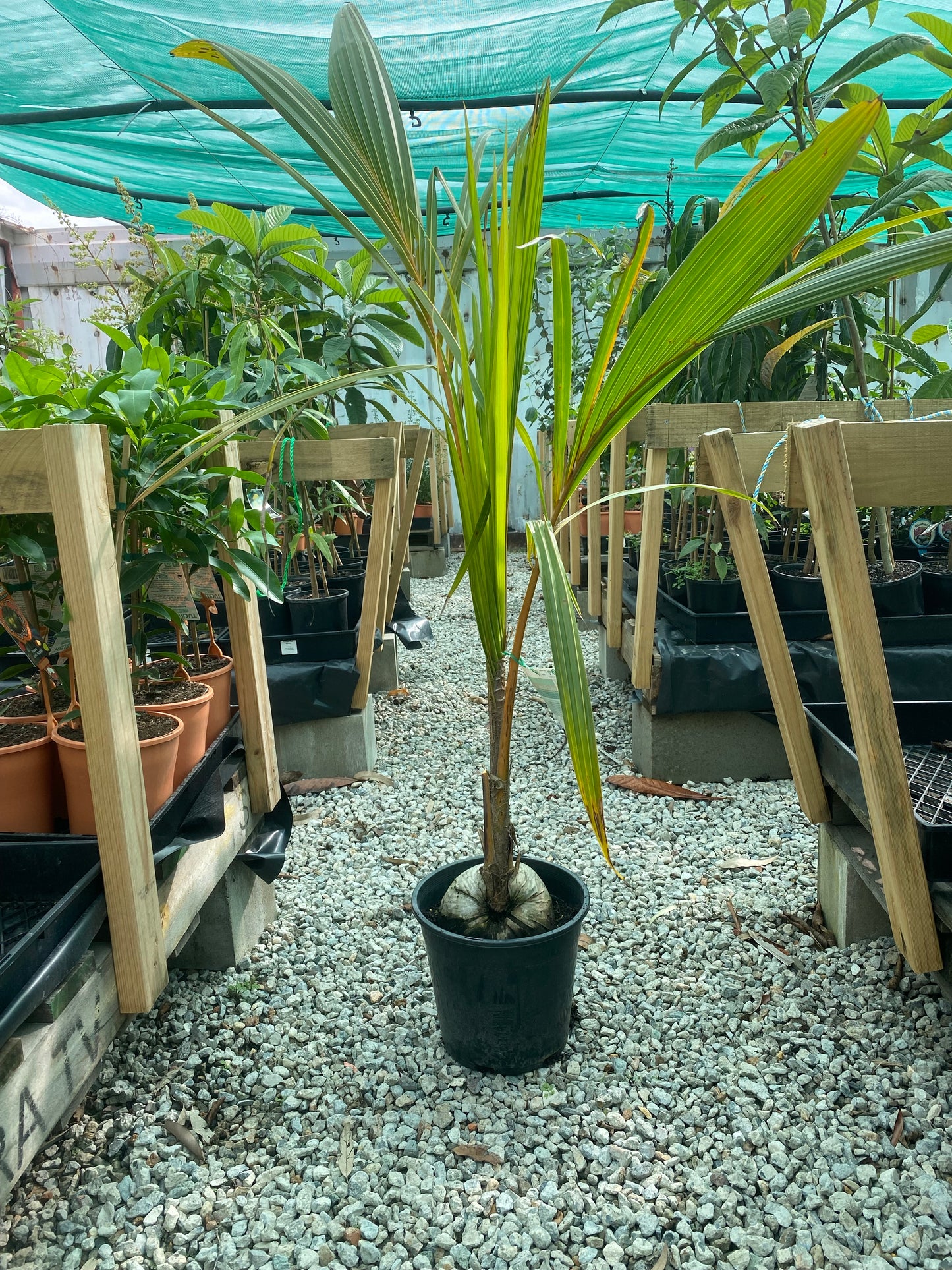 Coconut Palm - Yellow