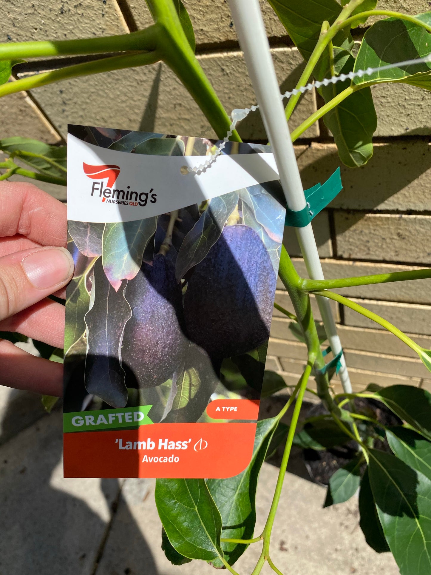 Dwarf Avocado - Lamb Hass