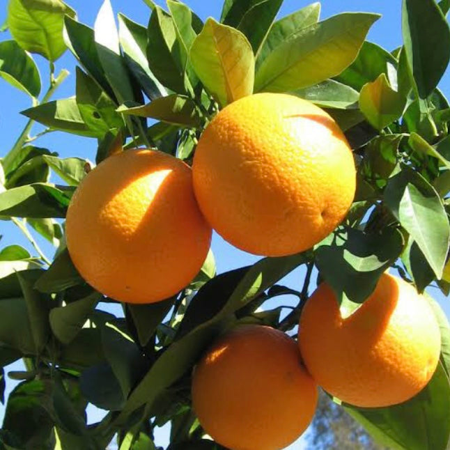 Orange - Valencia RESTRICTED TO QLD