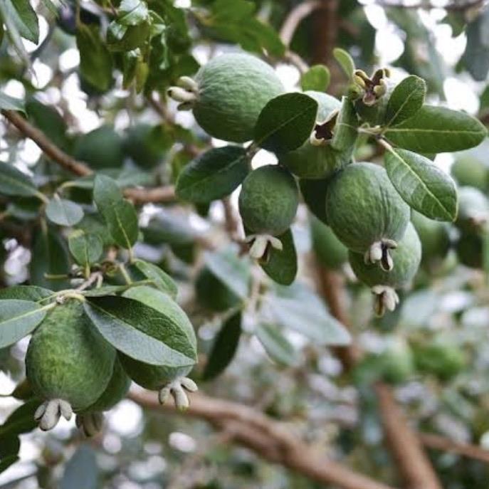 Feijoa - Medium