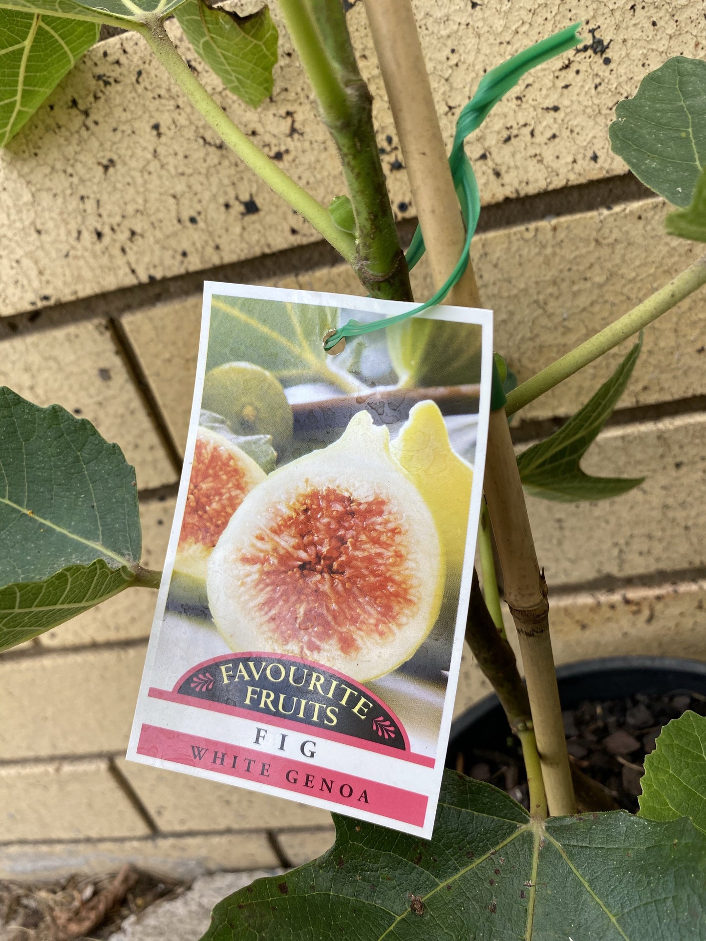 Fig - White Genoa