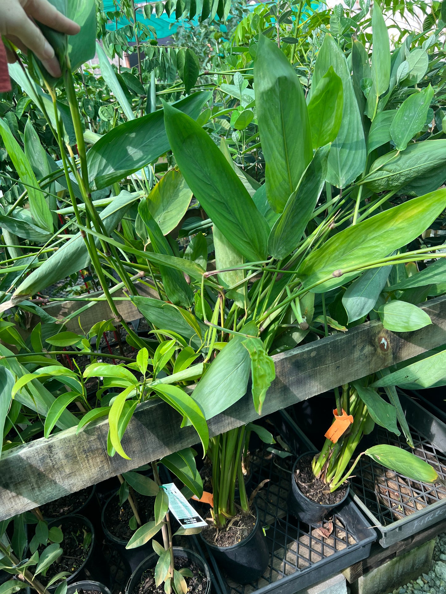 West Indian Arrowroot