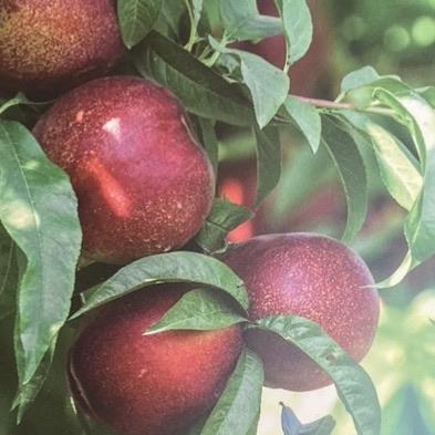 Nectarine - White Satin