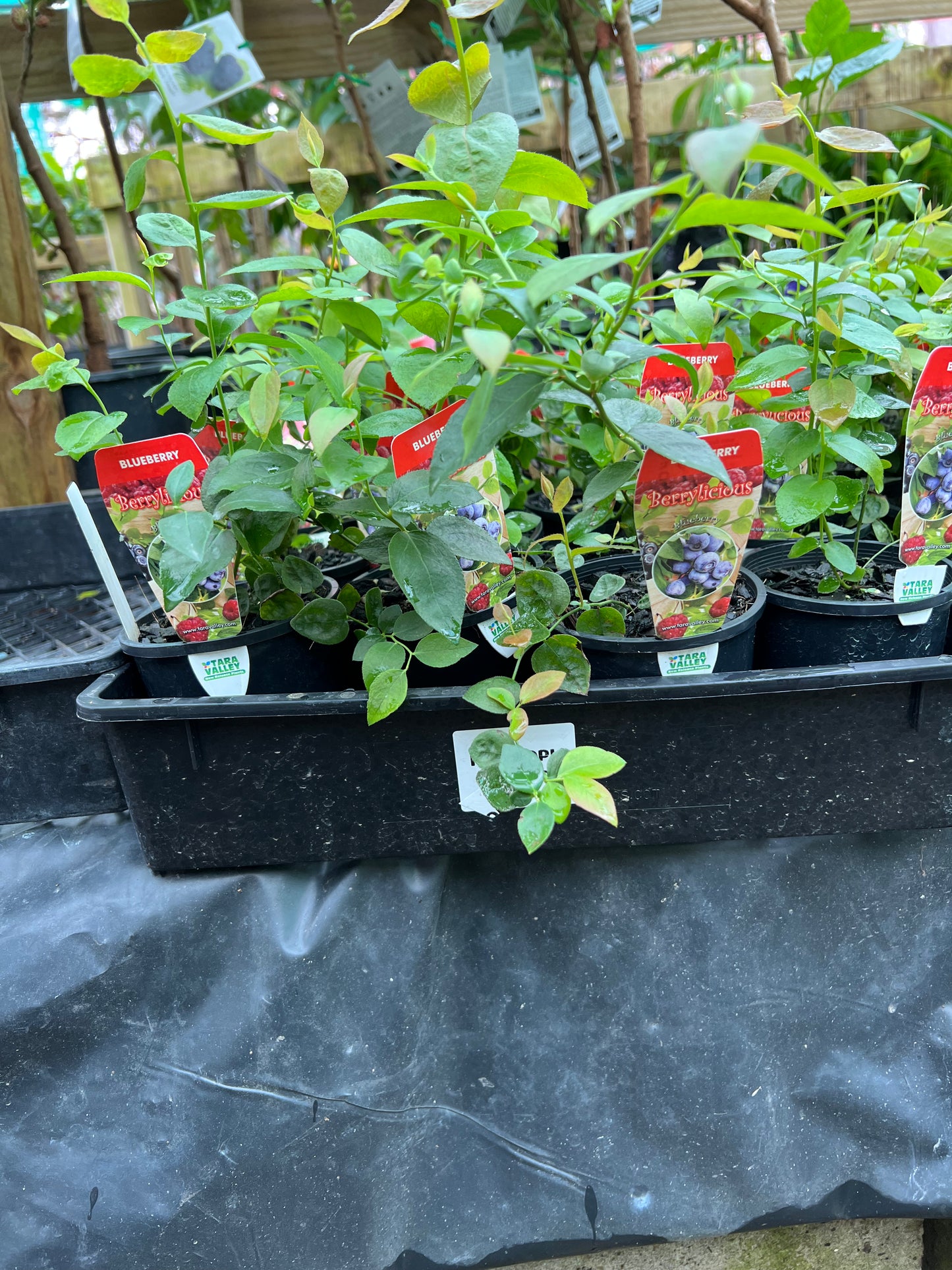 Blueberry - Brightwell