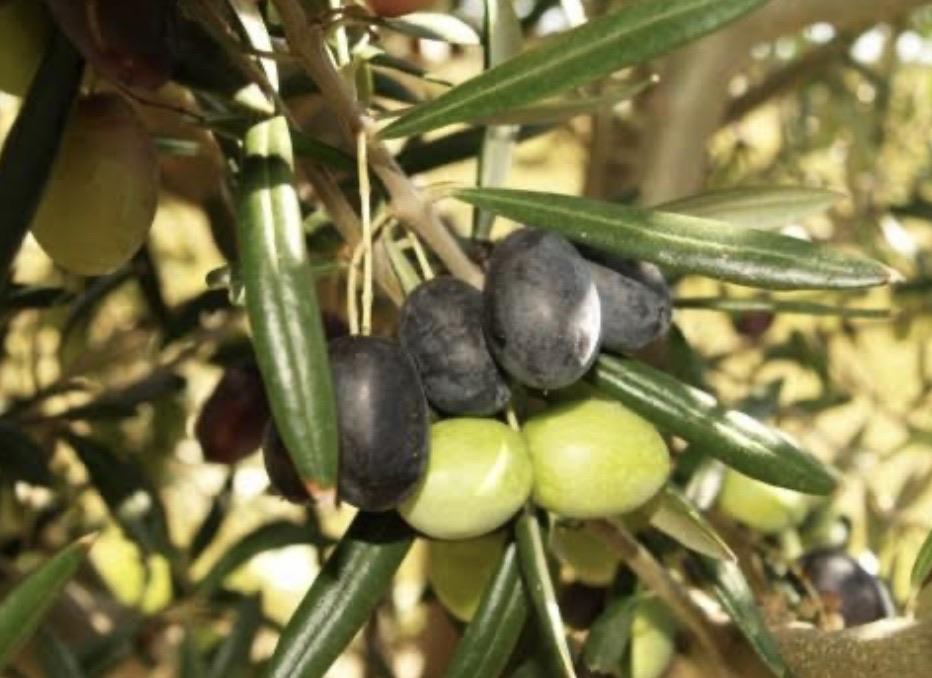 Olive - Coratina