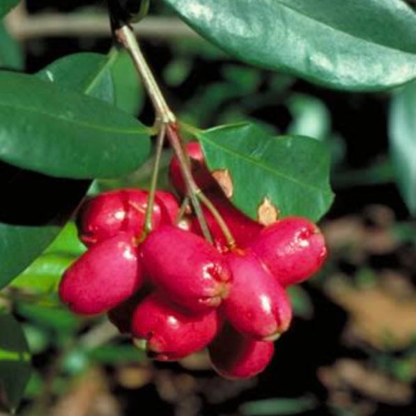 Lilly Pilly / Bush Cherry