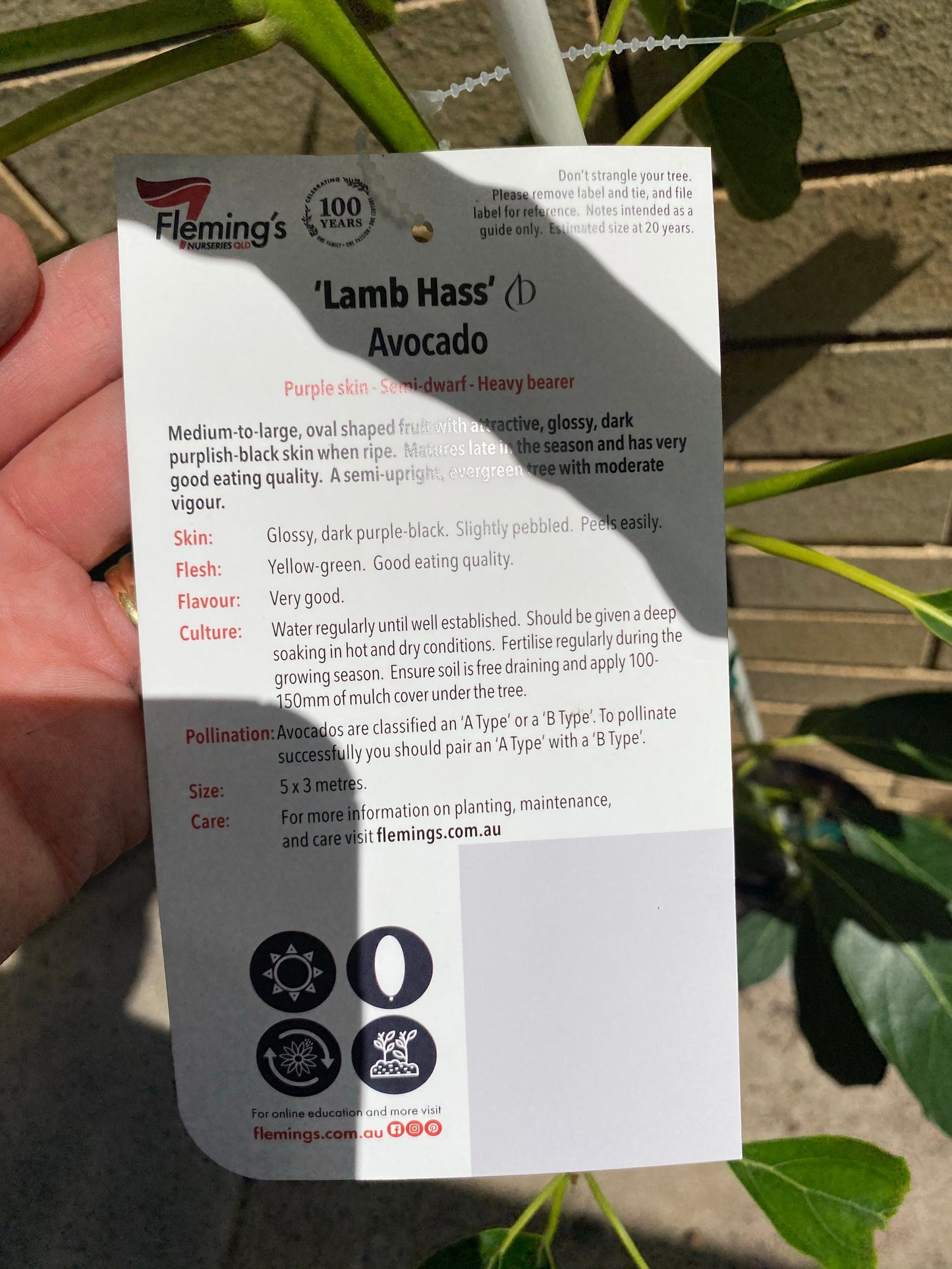 Dwarf Avocado - Lamb Hass (SMALL)