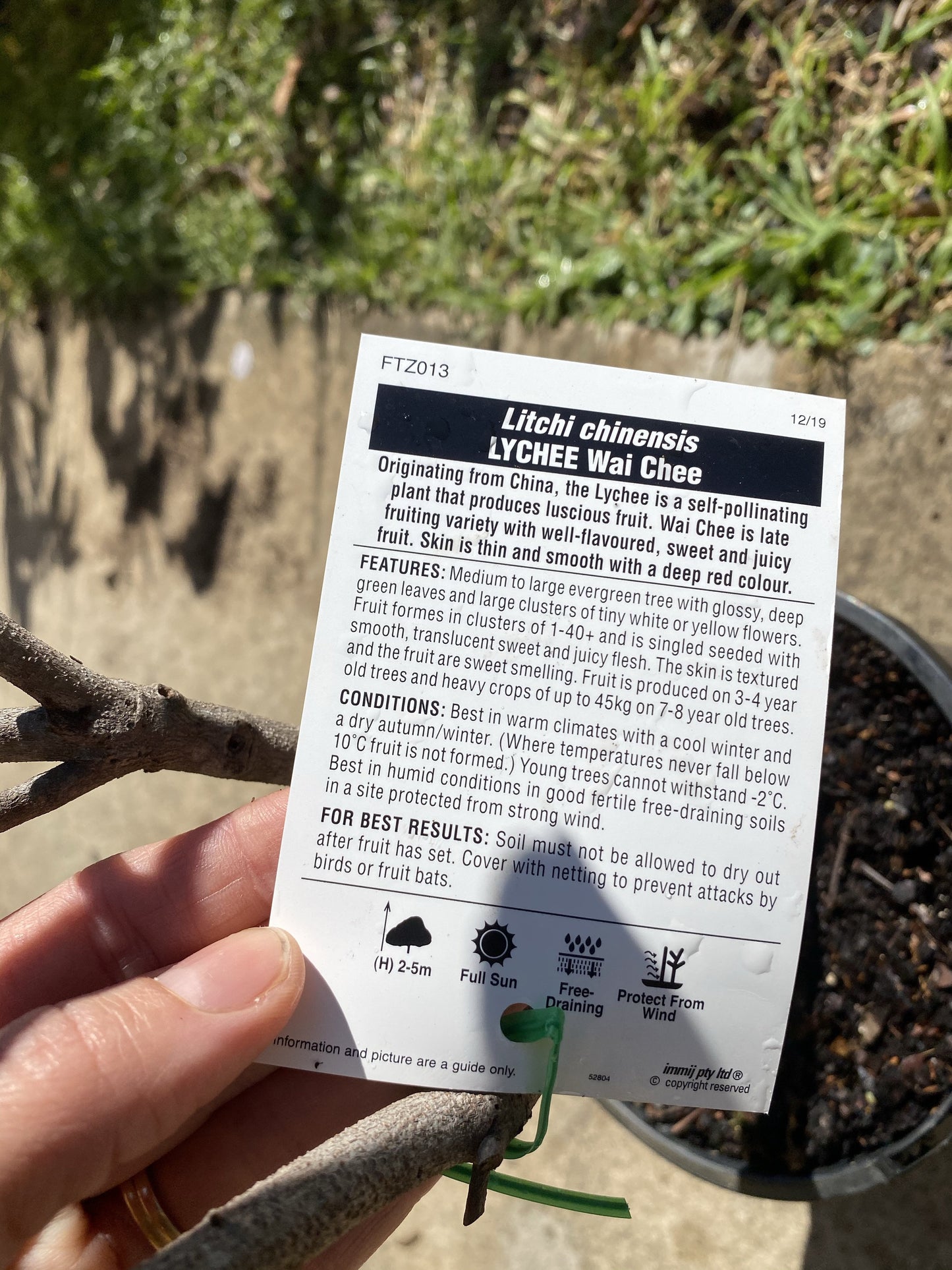 Dwarf Lychee - Wai Chi