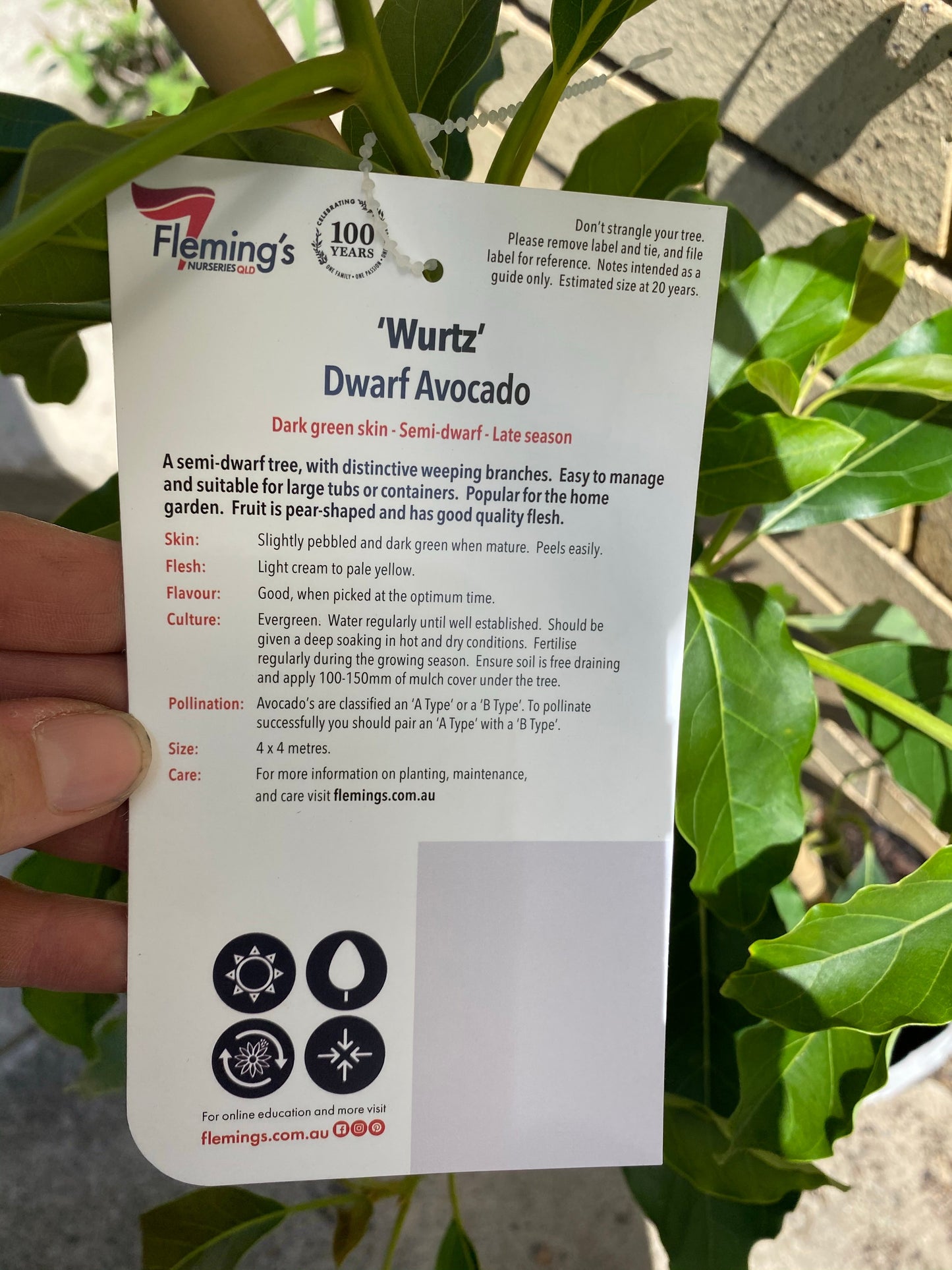 Dwarf Avocado - Wurtz LARGE