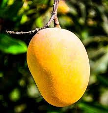 Mango - Florigon