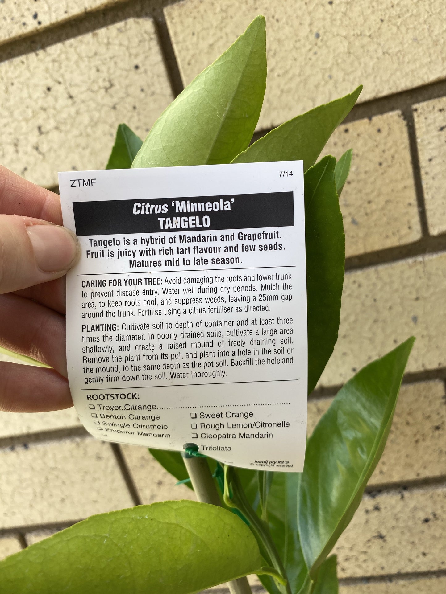 Dwarf Tangelo - Minneola NOT FOR NSW