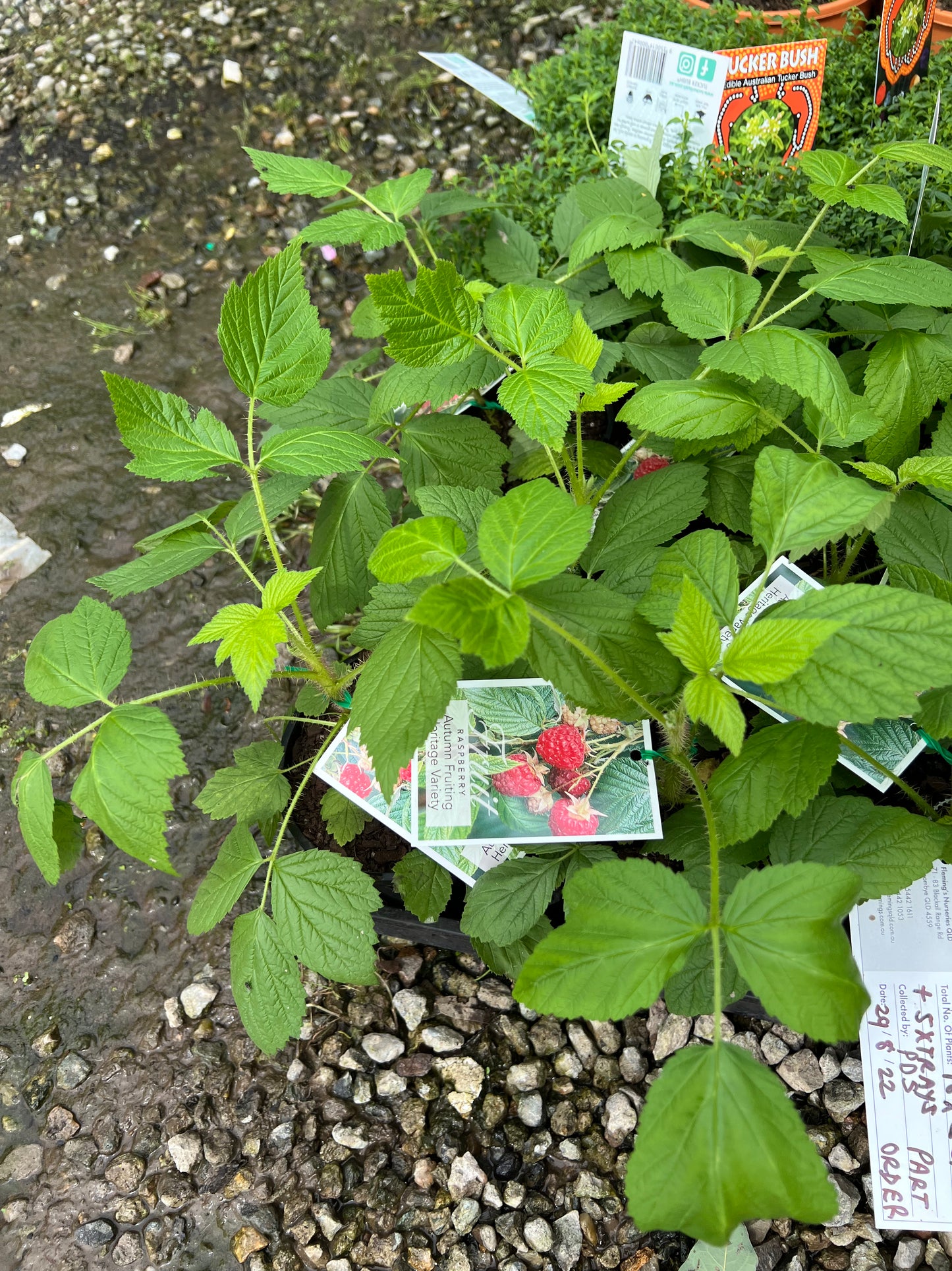 Raspberry - Heritage