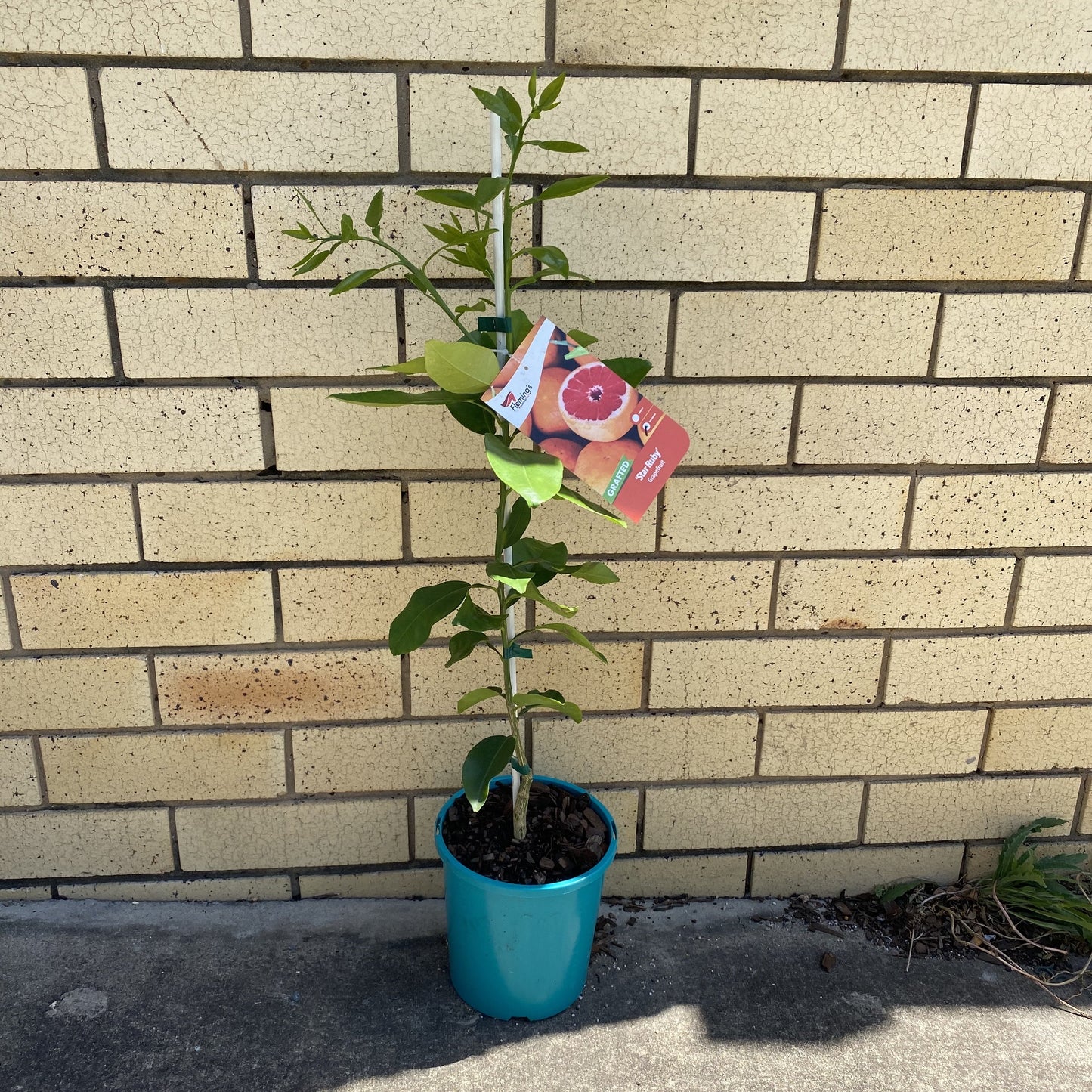 Grapefruit - Star Ruby QLD ONLY