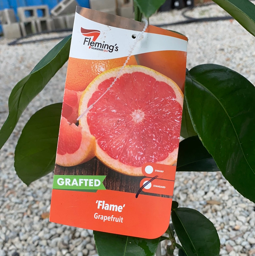 Grapefruit - Flame RESTRICTED TO QLD