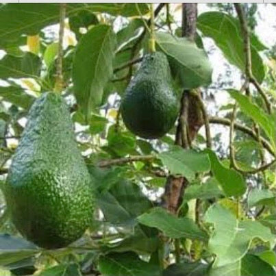 Dwarf Avocado - Wurtz