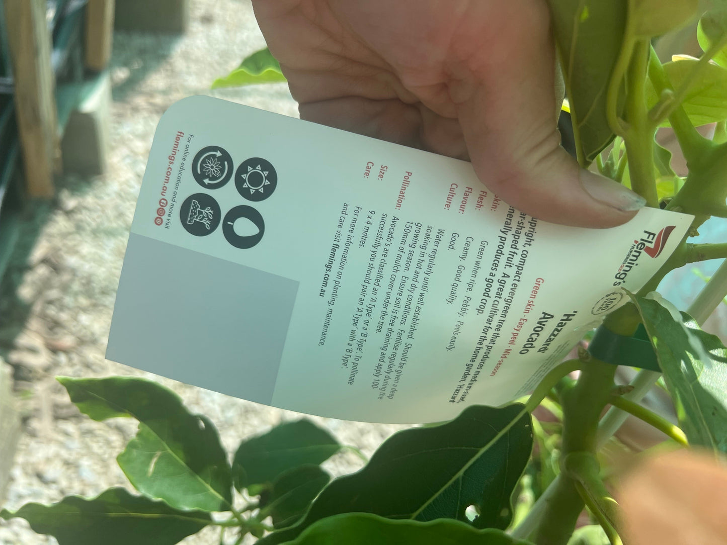 Avocado - Hazzard SMALL