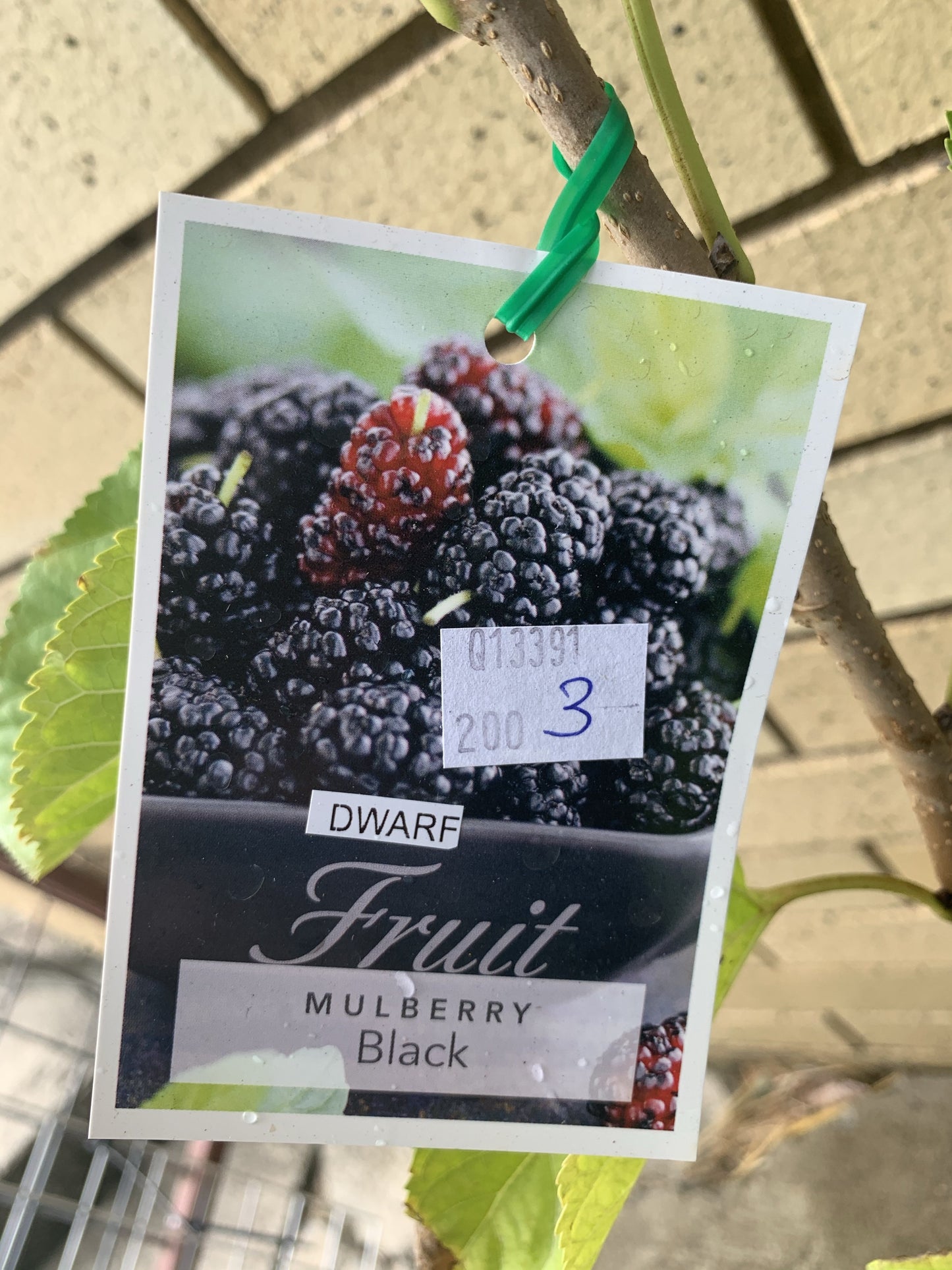 Dwarf Mulberry - Black