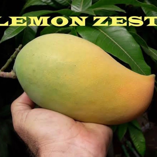 Mango - Lemon Zest
